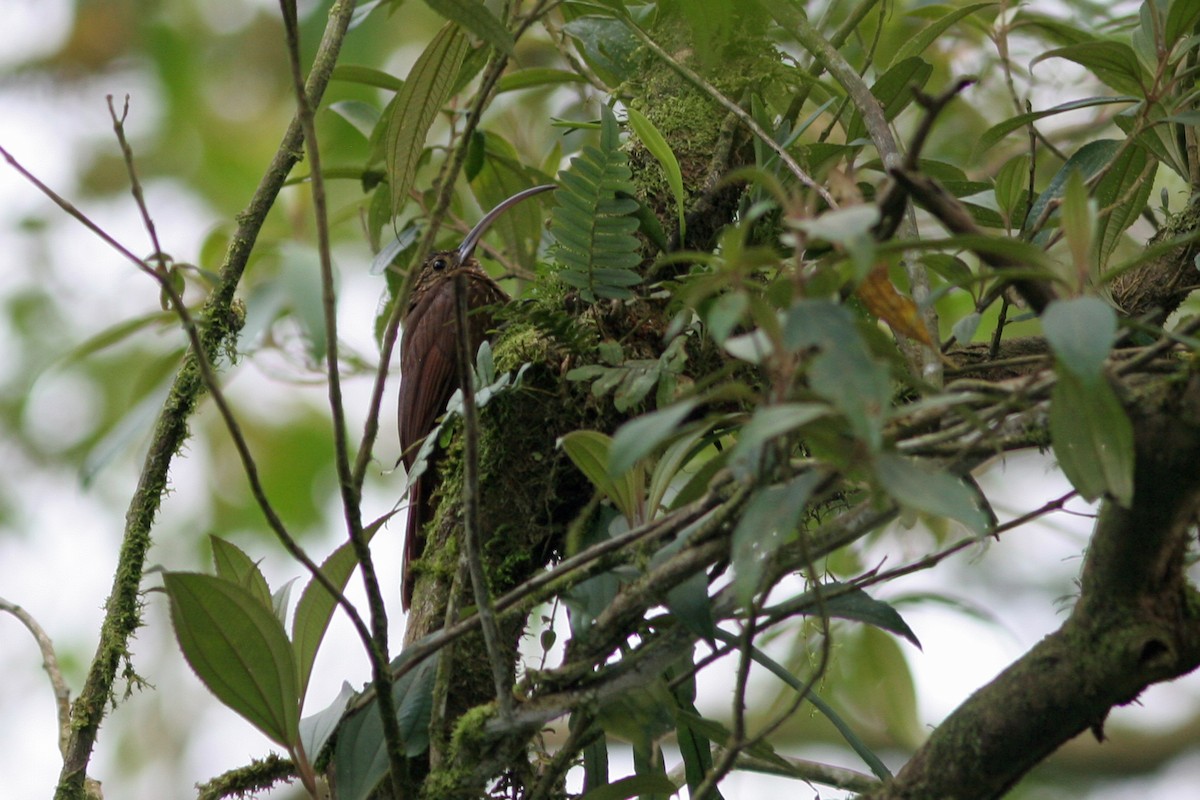 Brown-billed Scythebill - ML48471151