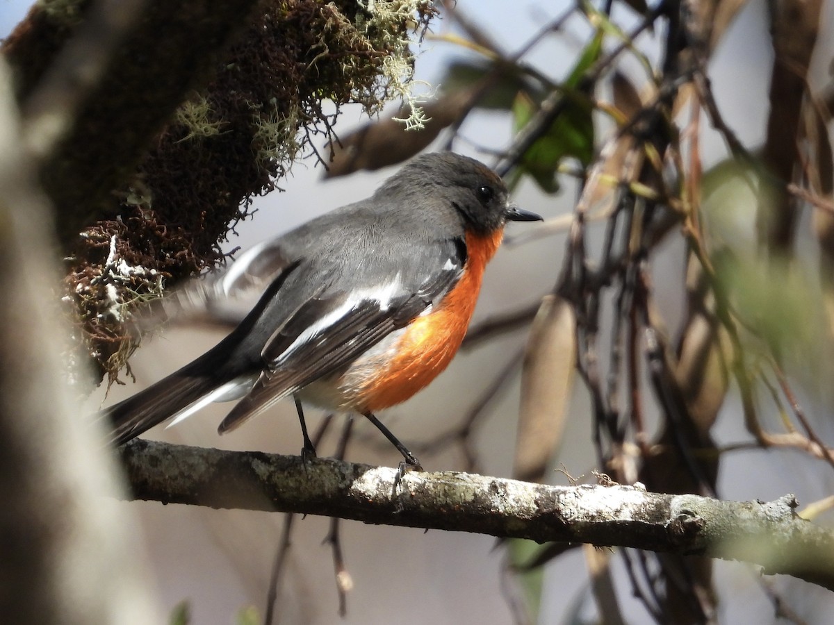 Flame Robin - ML484711521