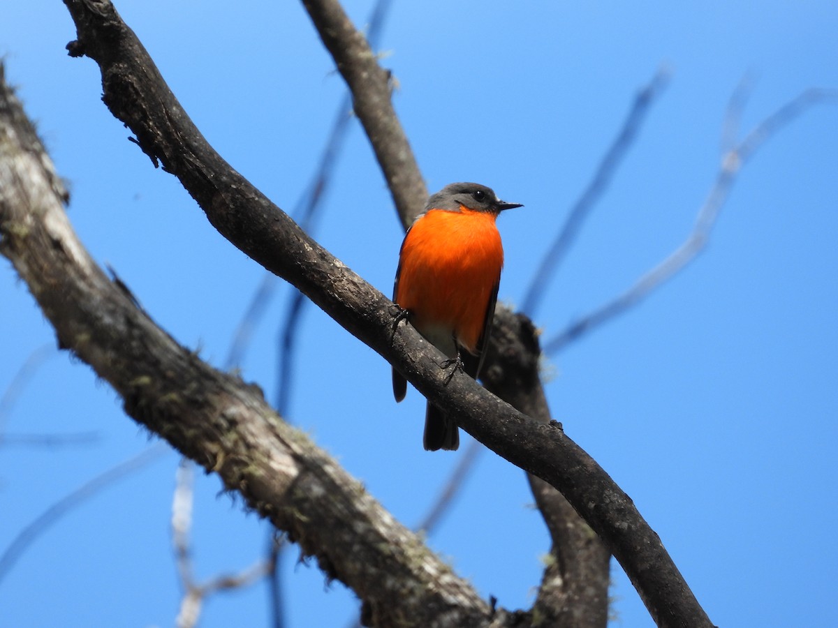 Flame Robin - ML484711531