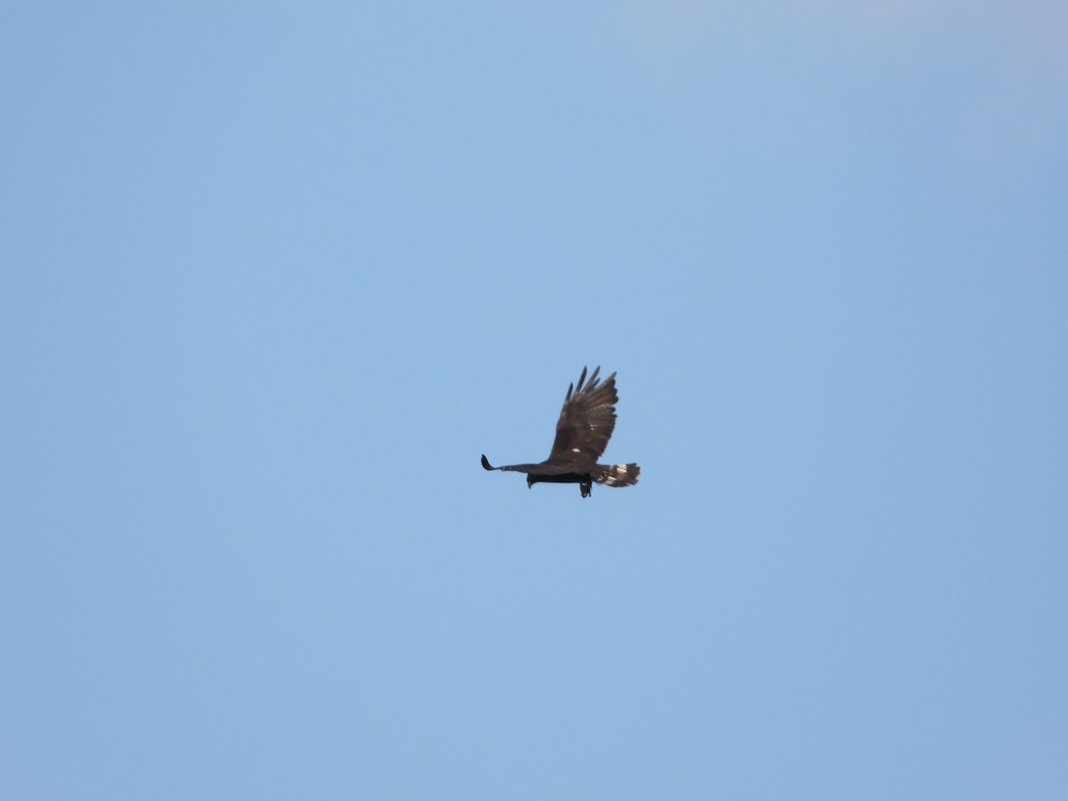 Zone-tailed Hawk - ML484713961