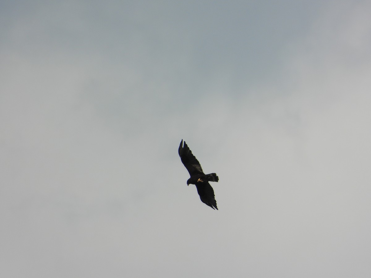 Zone-tailed Hawk - ML484714101