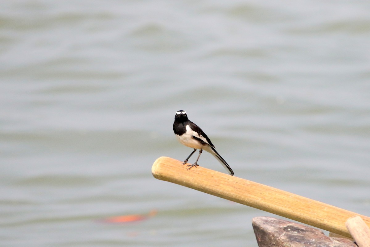 White-browed Wagtail - ML48471511