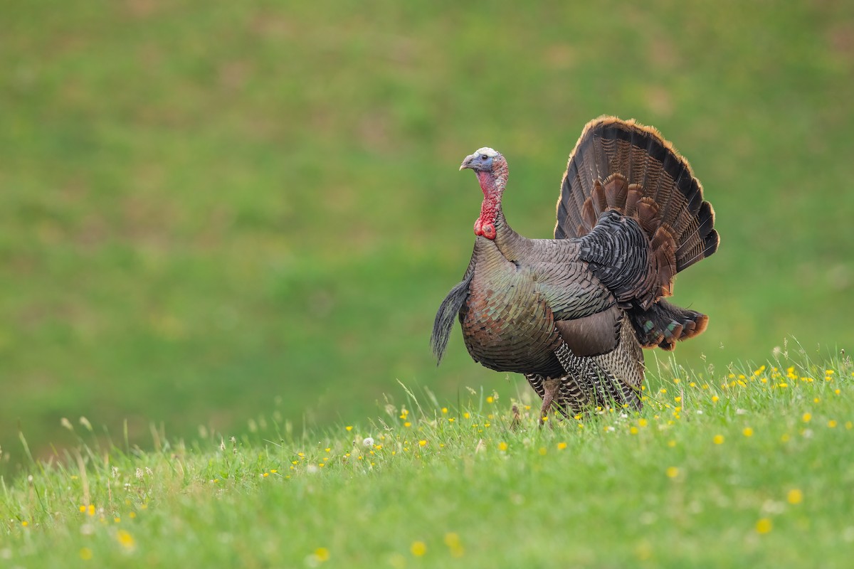 Wild Turkey - ML484715111