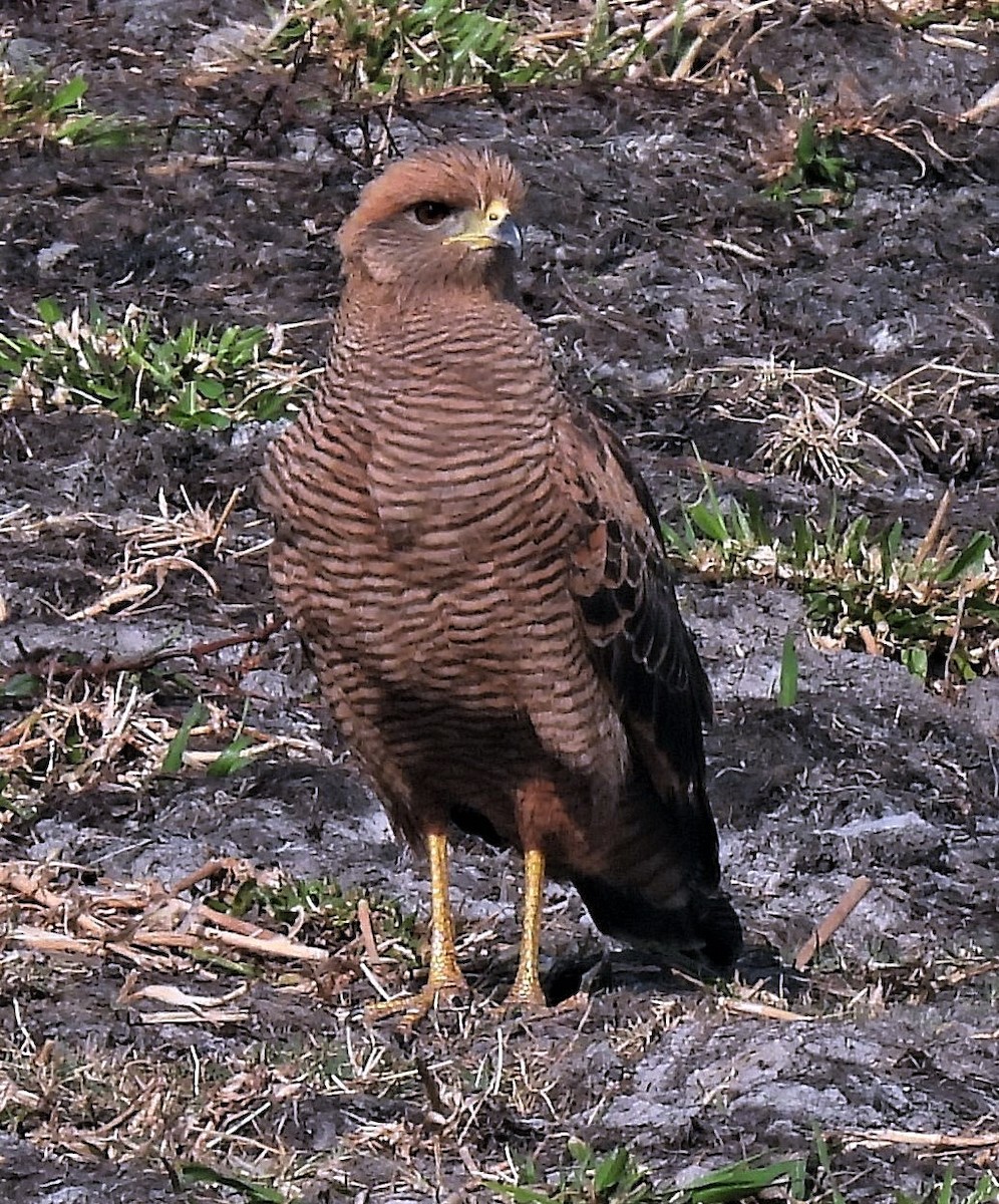 káně savanová - ML484715561