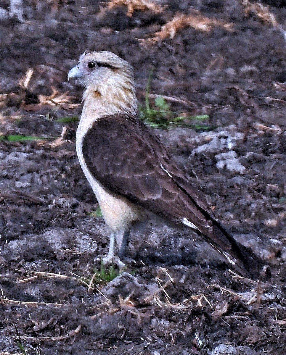 Caracara à tête jaune - ML484715611