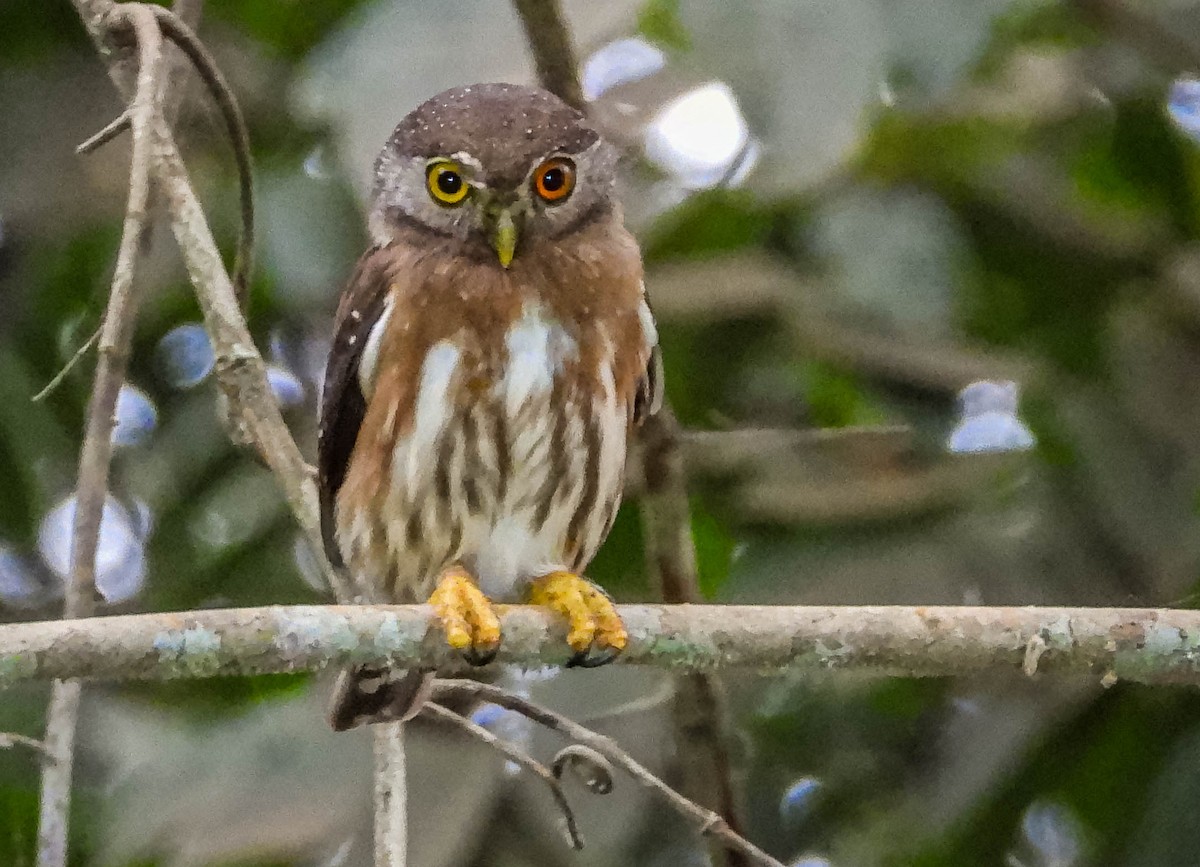 Amazonian Pygmy-Owl - ML484716301