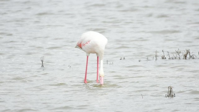 Greater Flamingo - ML484717971