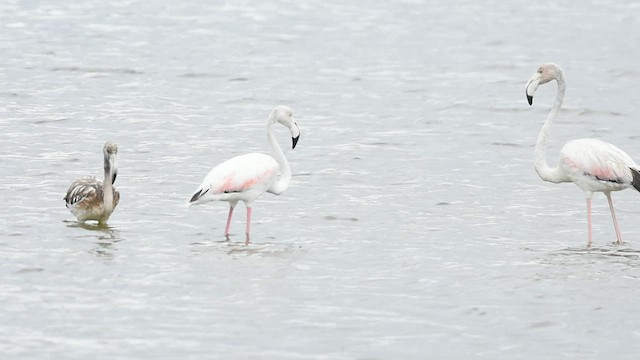 Flamingo - ML484718011