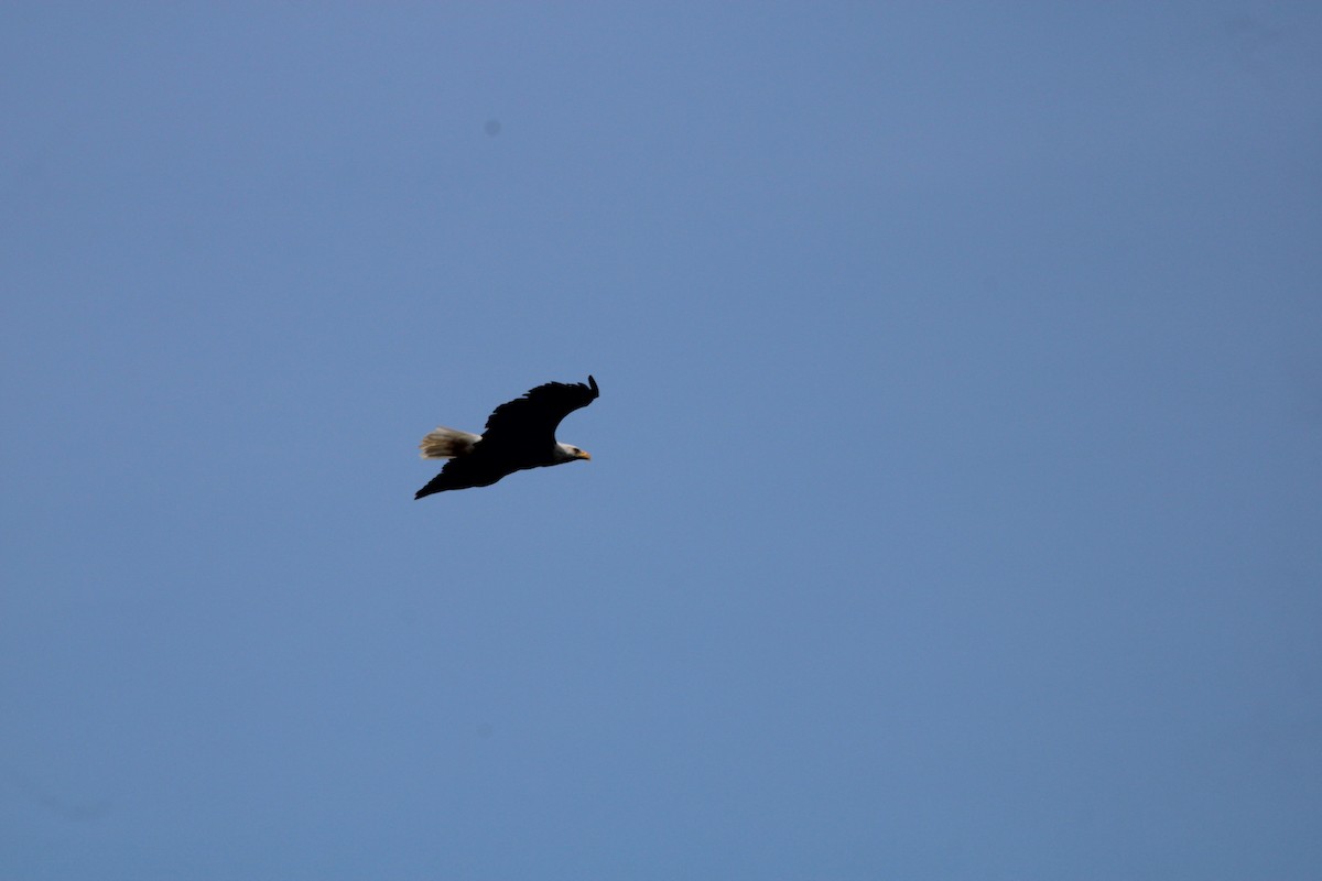 Bald Eagle - ML484718581