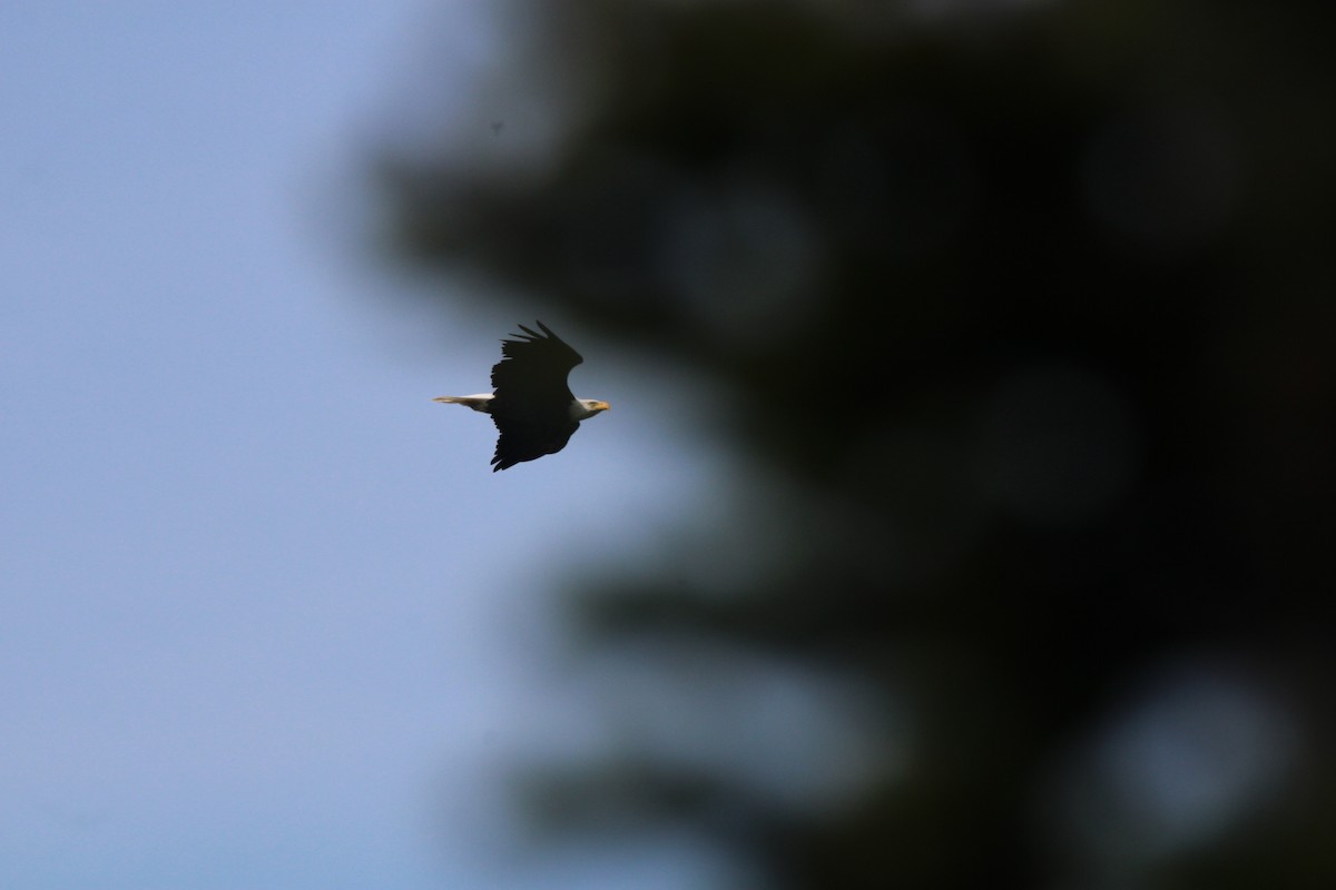 Bald Eagle - ML484718591