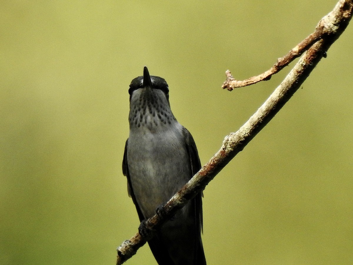 Ruby-throated Hummingbird - ML484719701