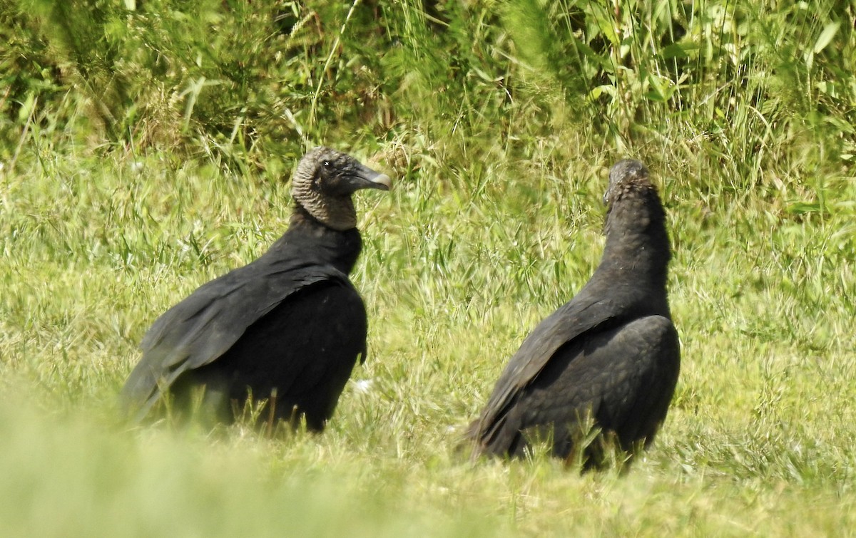 Black Vulture - ML484719891