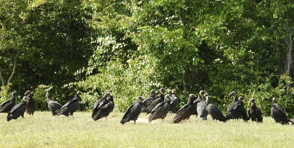 Black Vulture - ML484719901