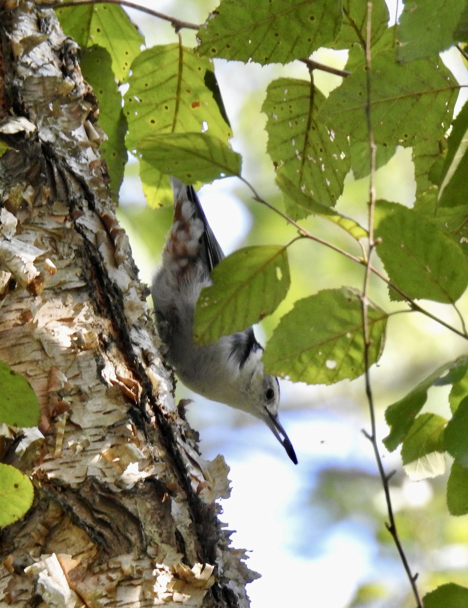 White-breasted Nuthatch - ML484720091