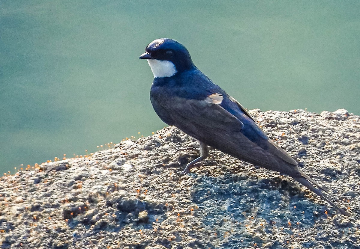 Black-collared Swallow - José Silvestre Vieira