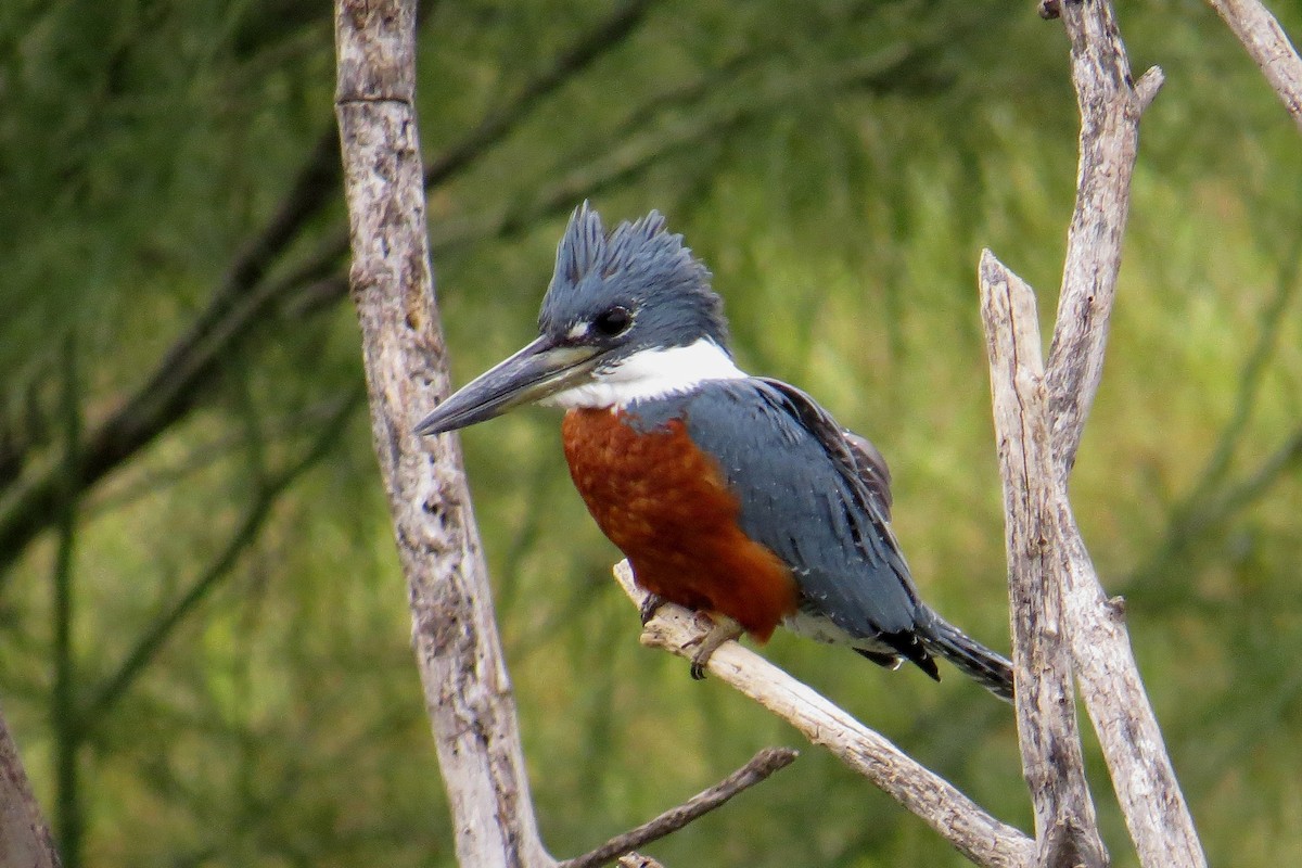 Ringed Kingfisher - ML484720671