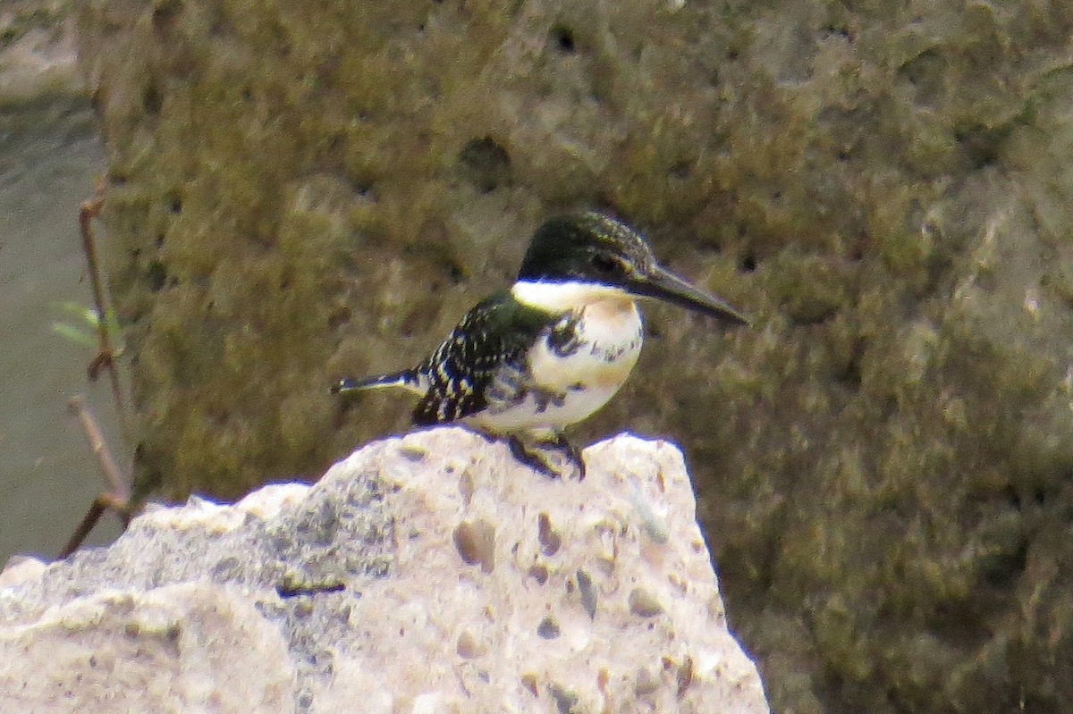 Green Kingfisher - ML484720861