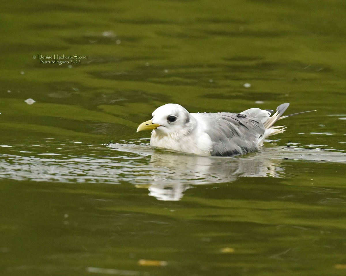 Mouette tridactyle - ML484721421