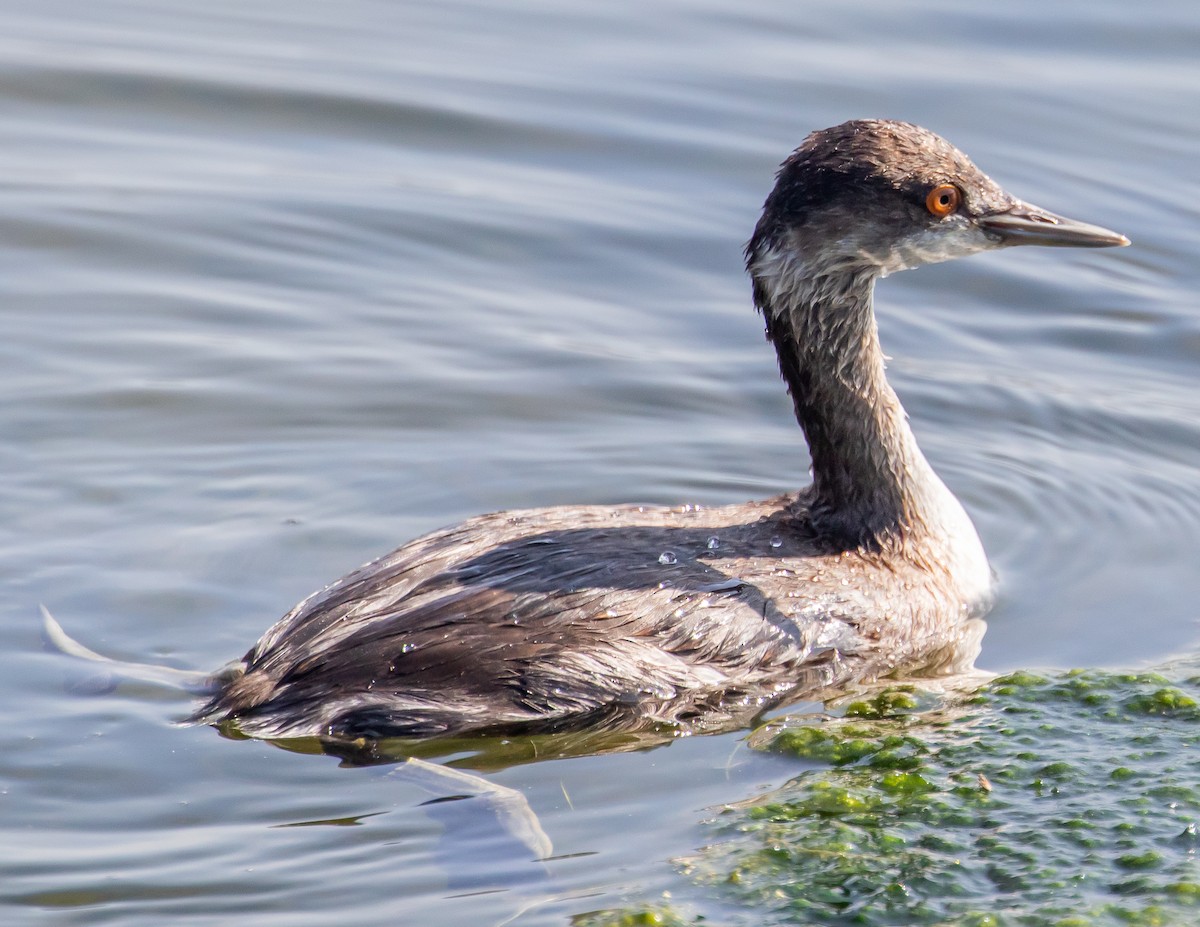 Eared Grebe - ML484722741