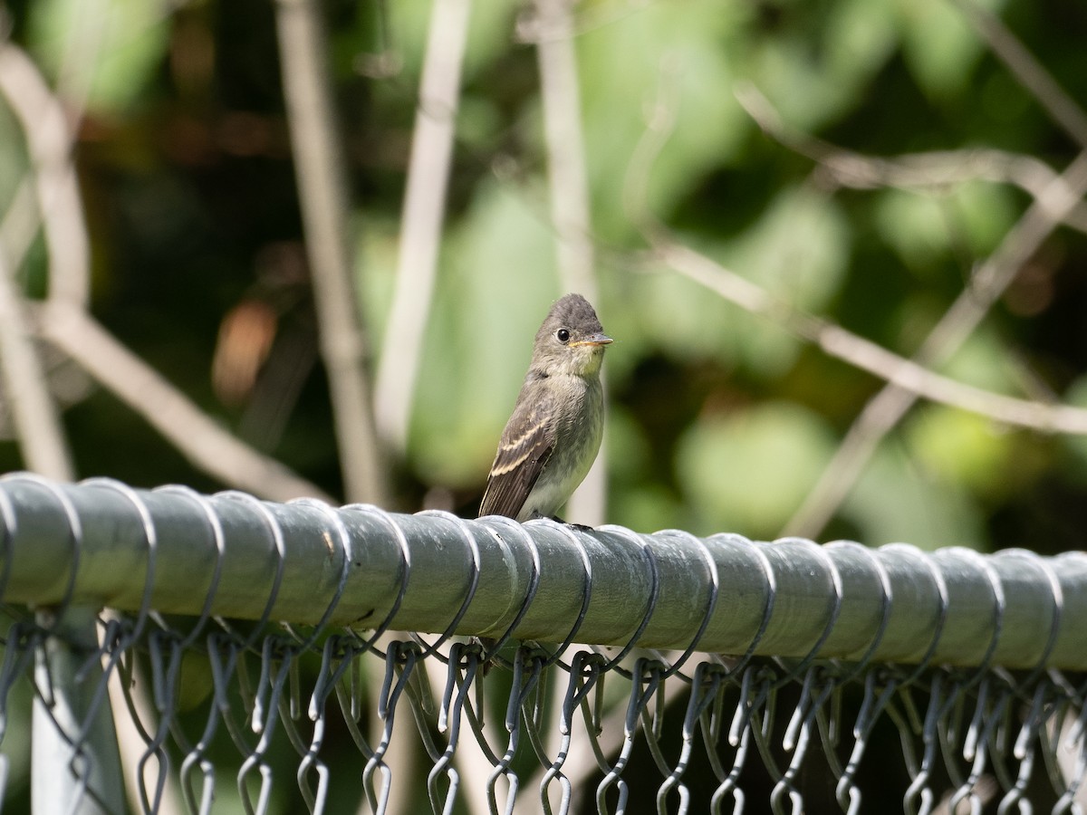 Eastern Wood-Pewee - ML484723331