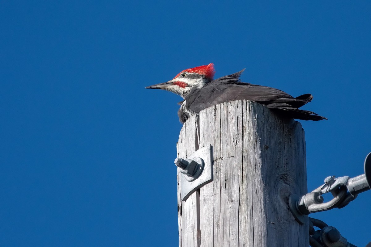 Pileated Woodpecker - Daniel Campeau