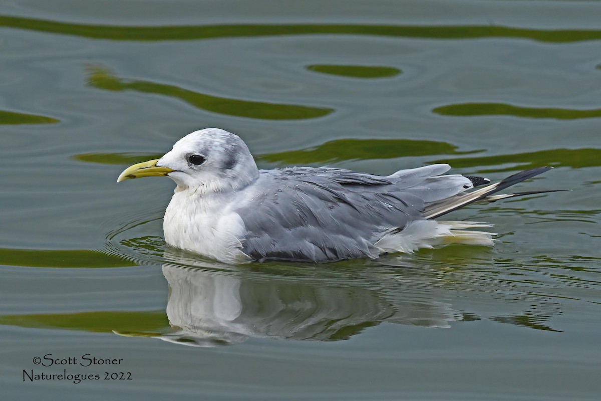 Mouette tridactyle - ML484729401