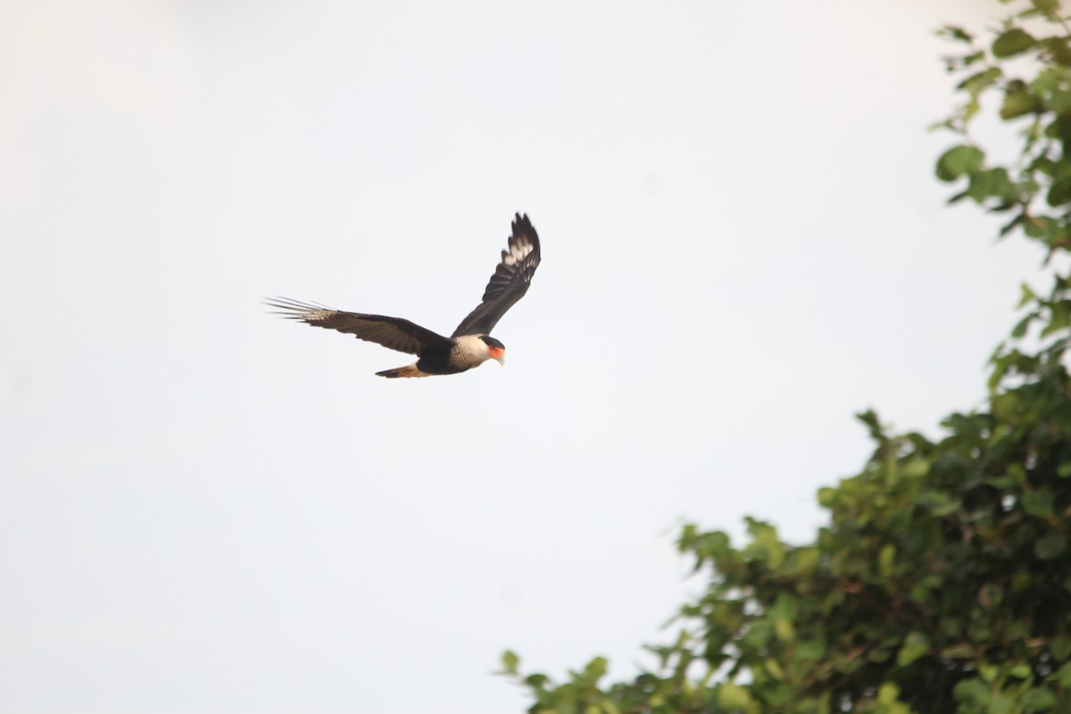 Crested Caracara - ML484729421