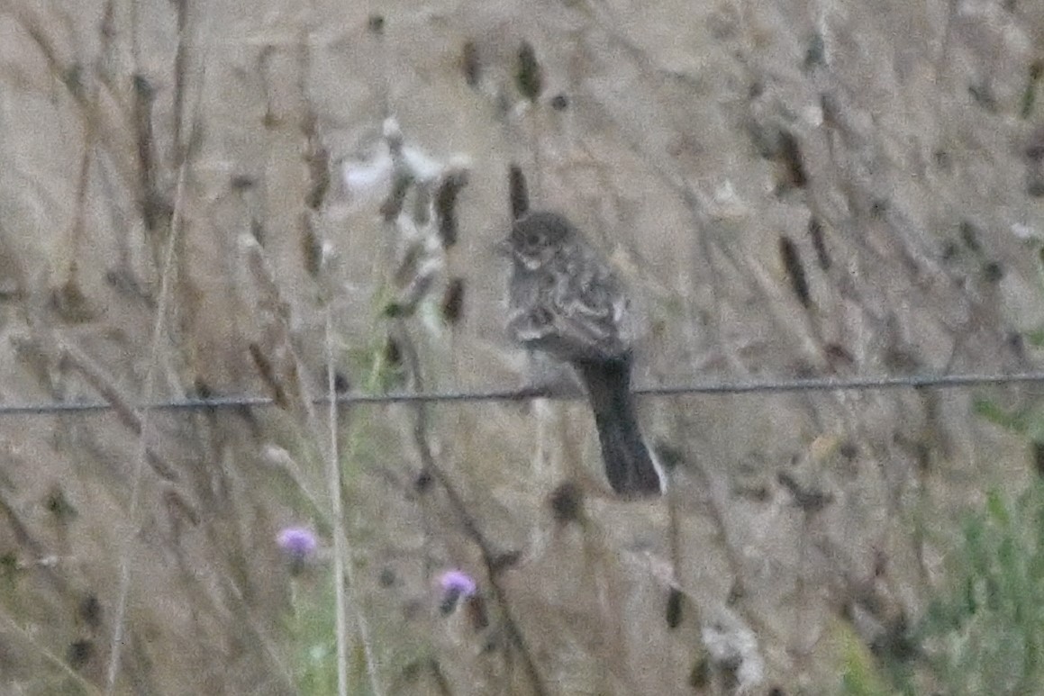 Vesper Sparrow - ML484729511