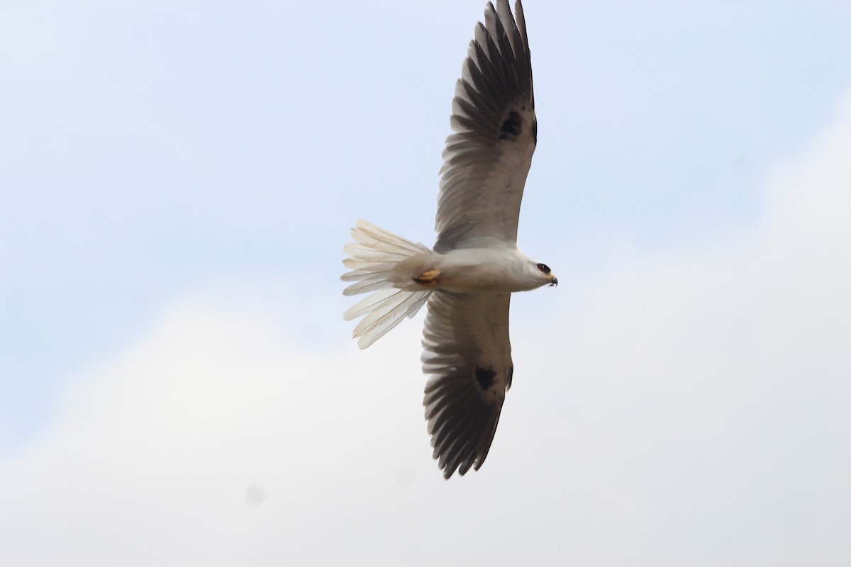 White-tailed Kite - ML484729881