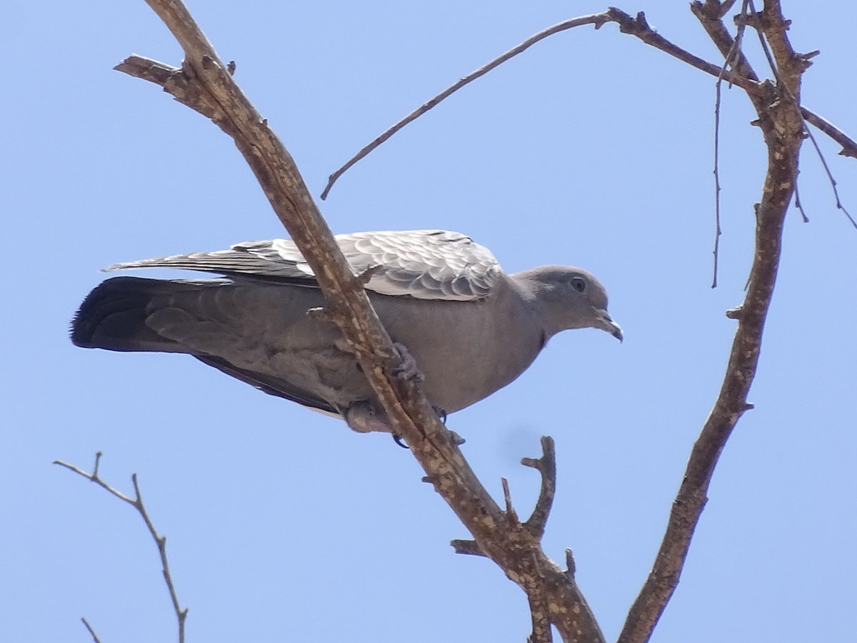 Spot-winged Pigeon - ML484730471