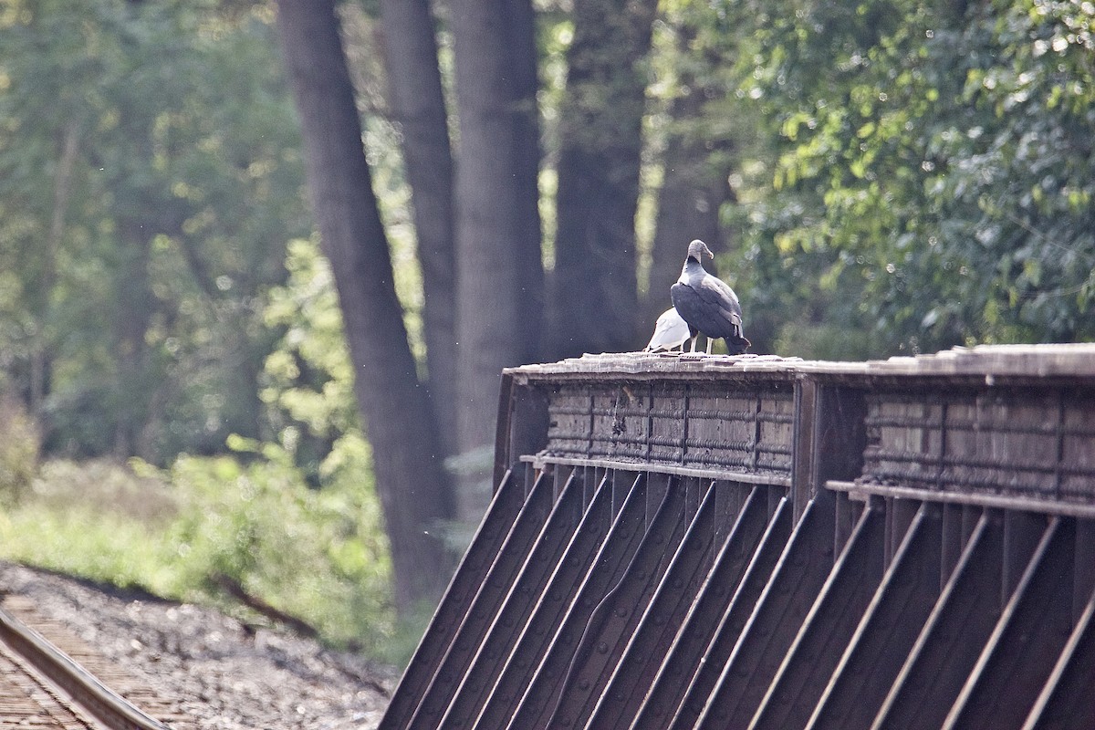 Black Vulture - ML484731601