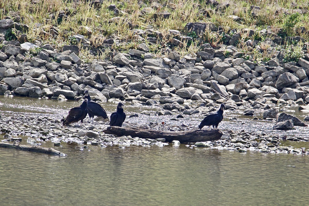 Black Vulture - ML484731611