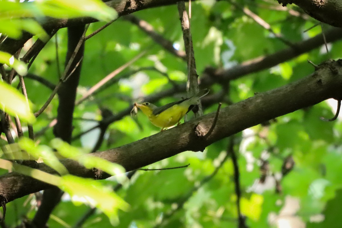 Canada Warbler - ML484732231