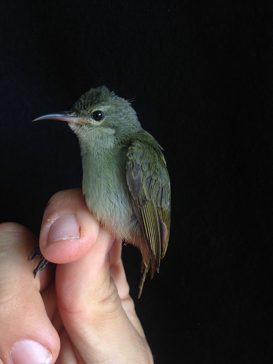 Little Green Sunbird - ML48473241