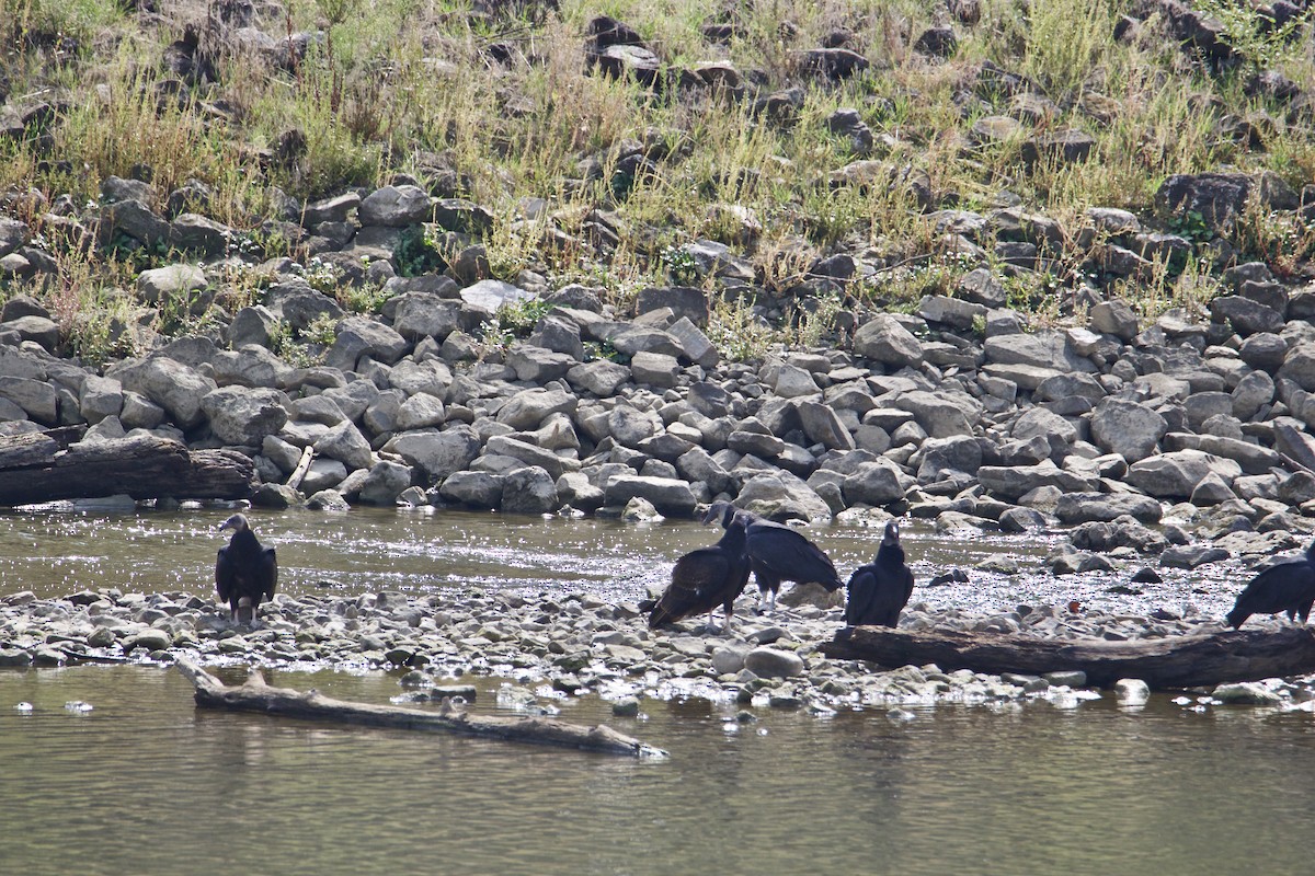 Black Vulture - ML484732441