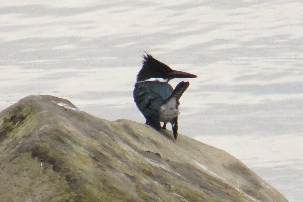 Amazon Kingfisher - Barbara Stewman