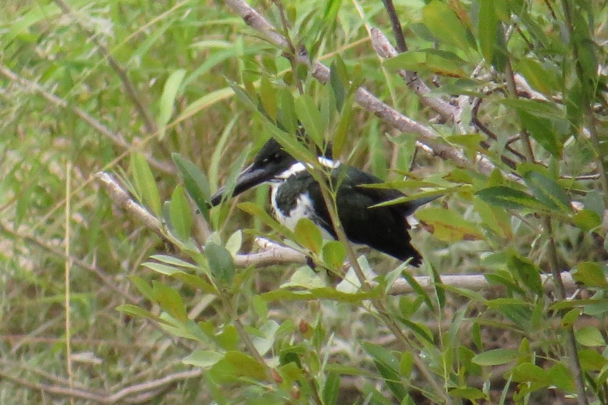 Martin-pêcheur d'Amazonie - ML484732841