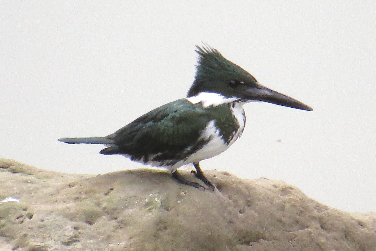 Martin-pêcheur d'Amazonie - ML484732851