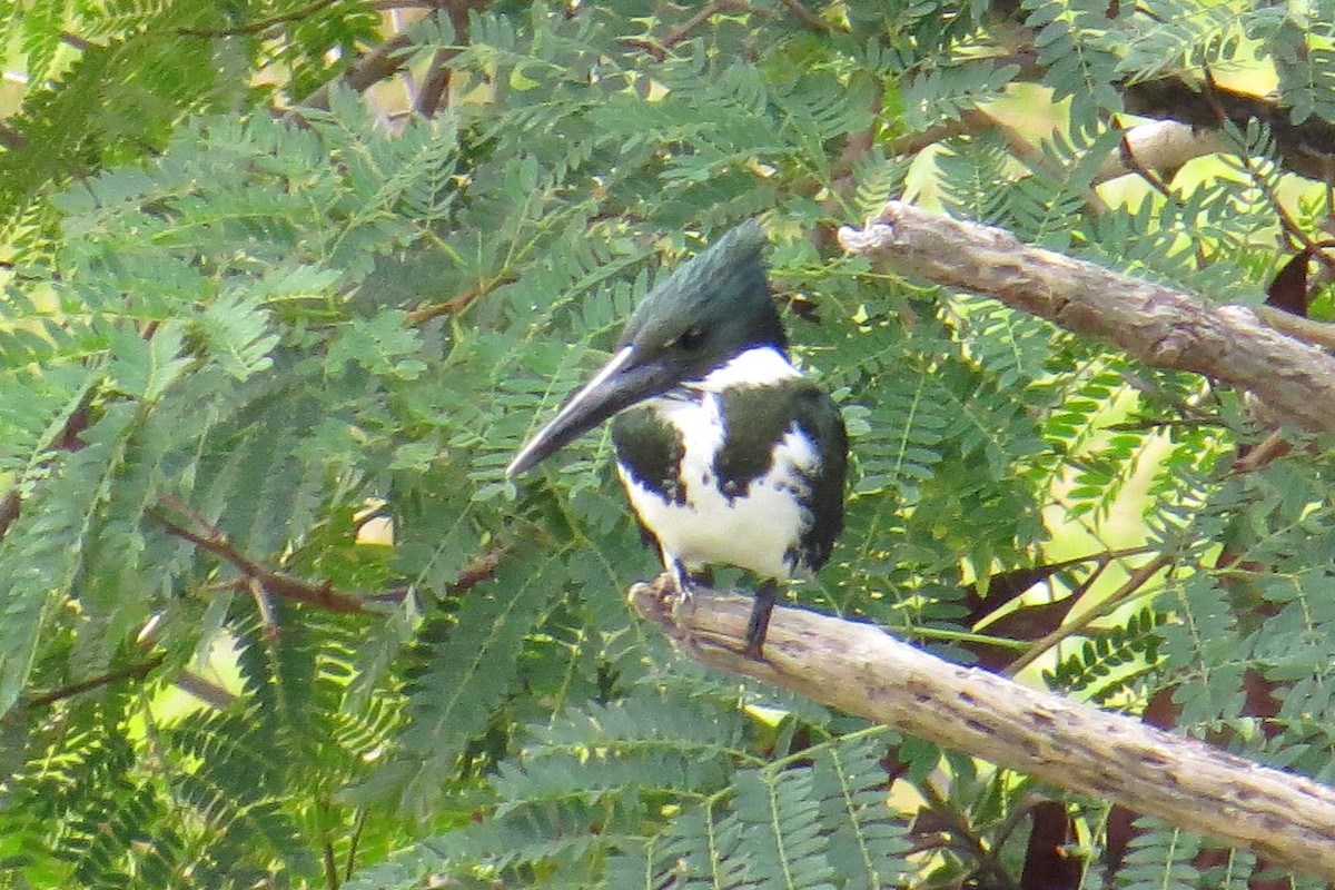 Amazon Kingfisher - Barbara Stewman