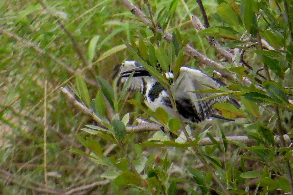 Amazon Kingfisher - ML484732901