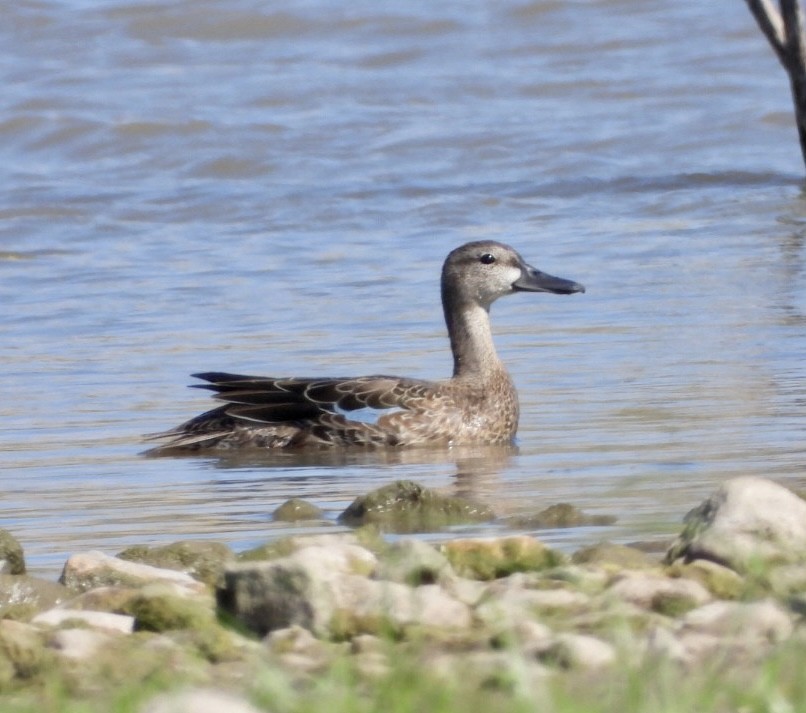 Blue-winged Teal - ML484733151