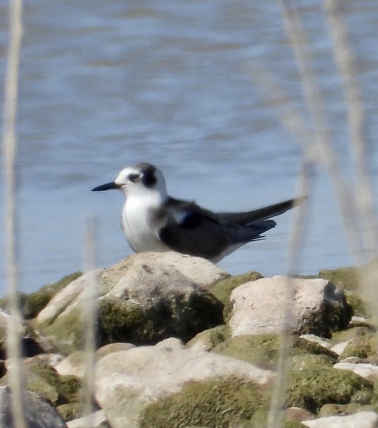 Black Tern - ML484733381