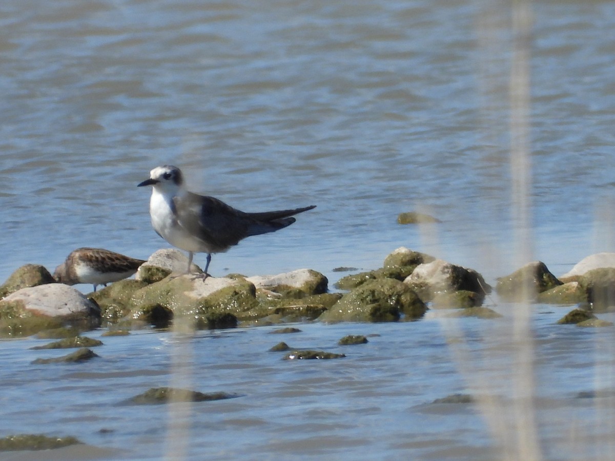 Black Tern - Christopher Daniels