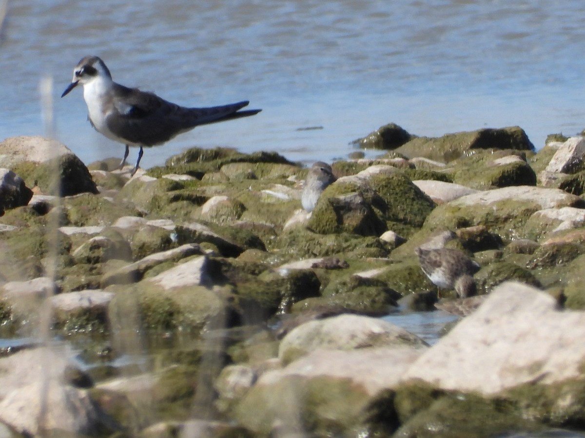 Black Tern - ML484733411