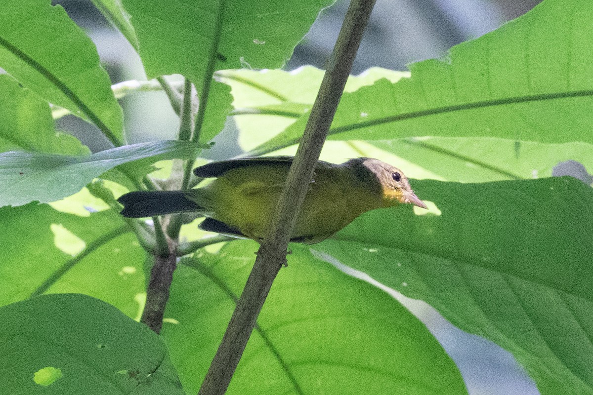 Golden-crowned Warbler - ML484734251