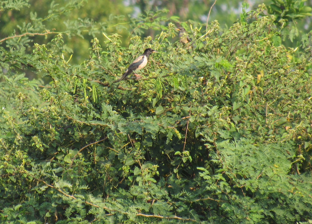 Rosy Starling - ML48473481