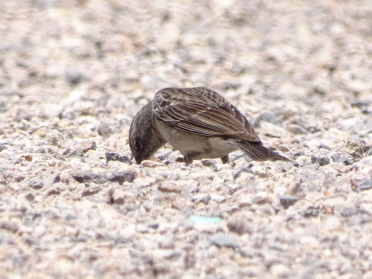 Rufous-collared Sparrow - ML484735401