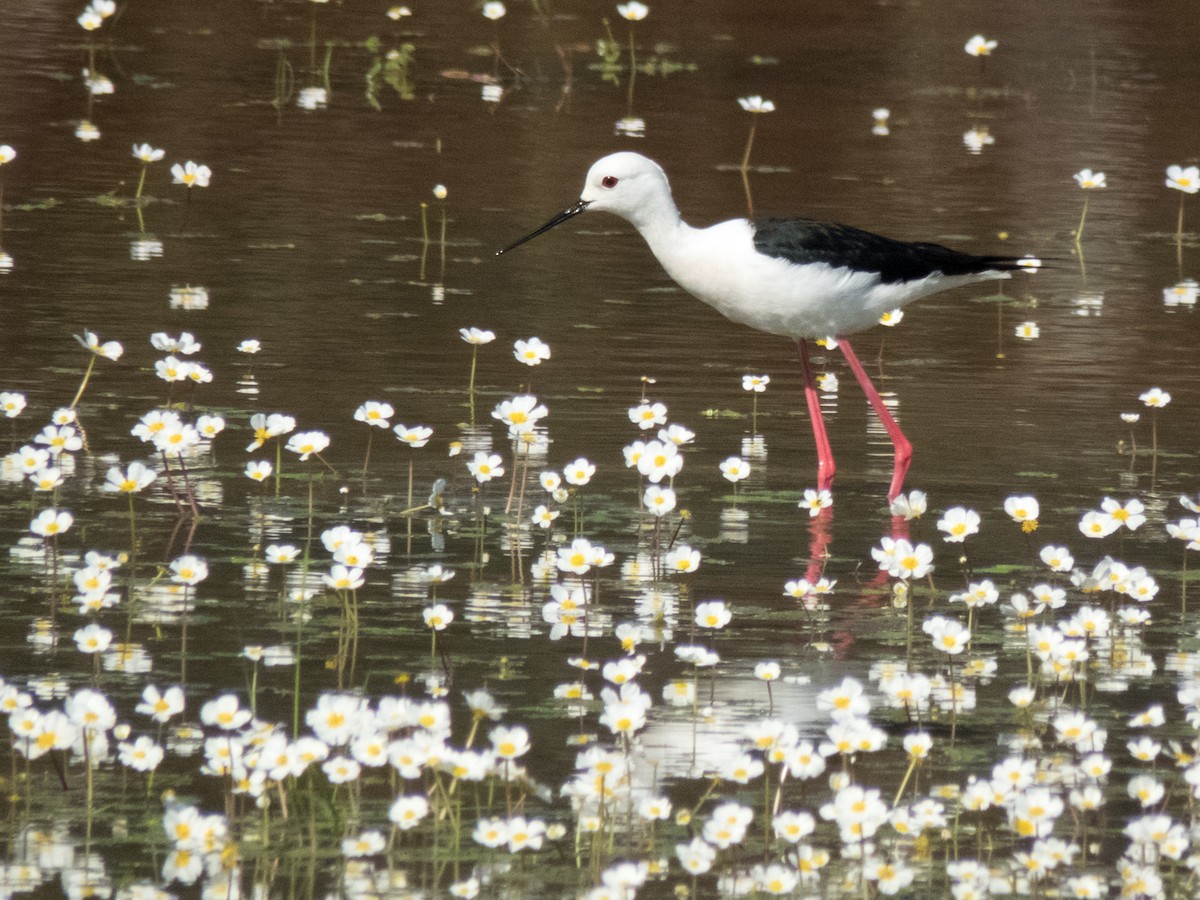 Black-winged Stilt - Pedro Fernandes