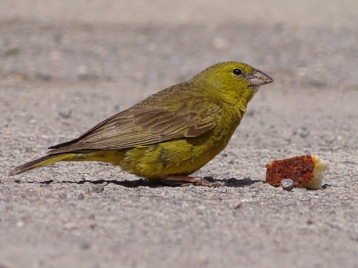 Greenish Yellow-Finch - ML484735651