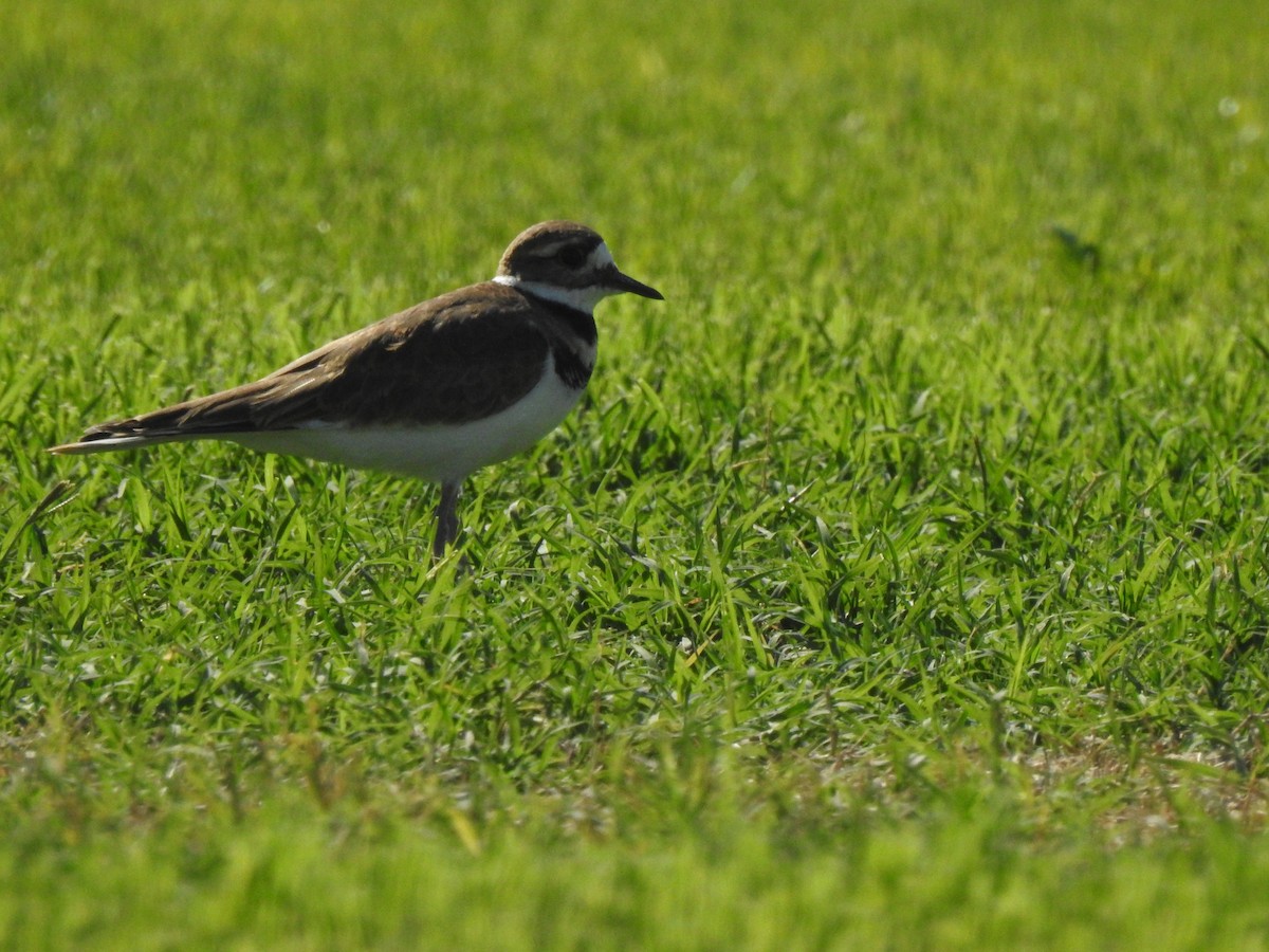 Killdeer - ML484736361